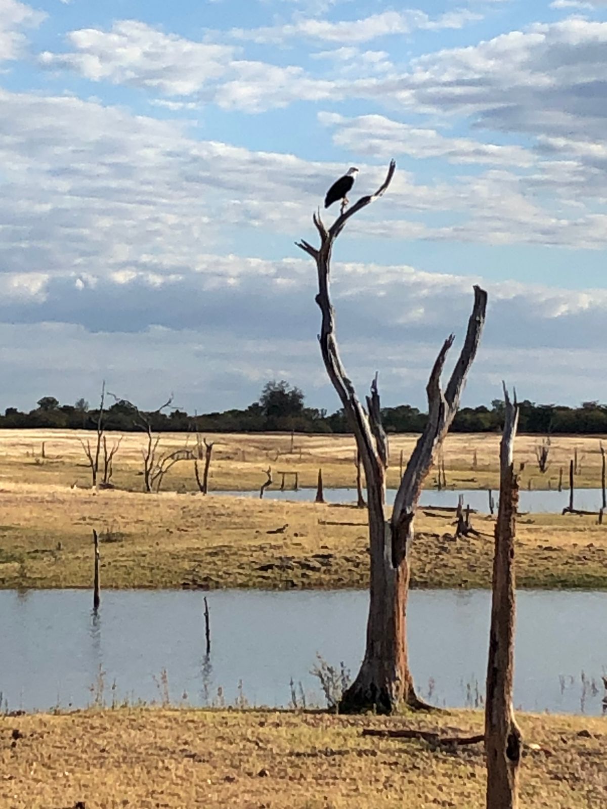 Wildlife & Shoreline